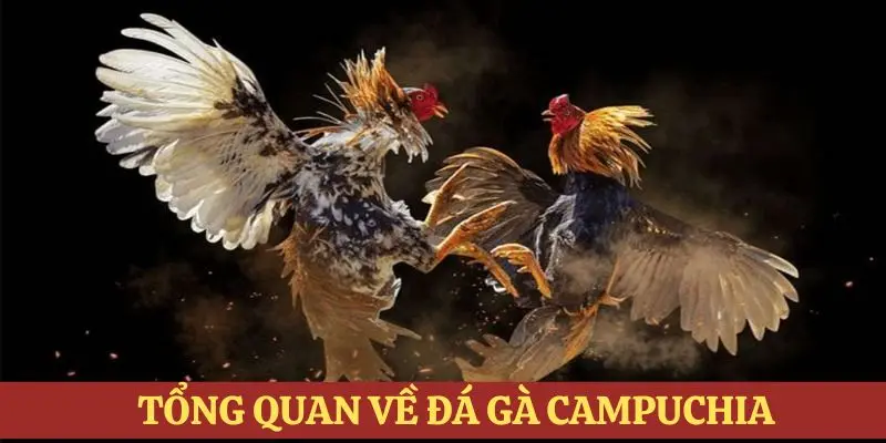 Tổng quan thông tin sơ lược về chọi gà Campuchia 188bet